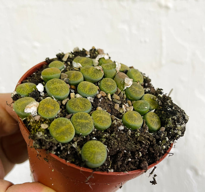 Lithops Living stones