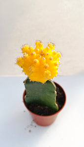 Gymnocalycium Yellow Moon cactus