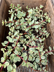 Portulacaria afra variagata