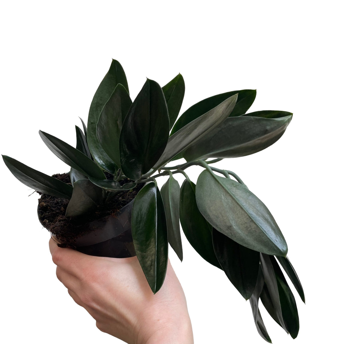 Scindapsus Treubii Dark Form – Gipsygarden