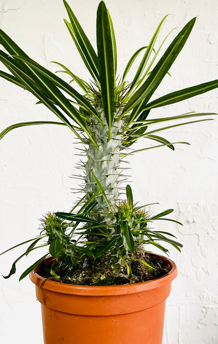 Pachypodium Lamerei