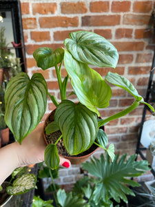 Philodendron Mamei