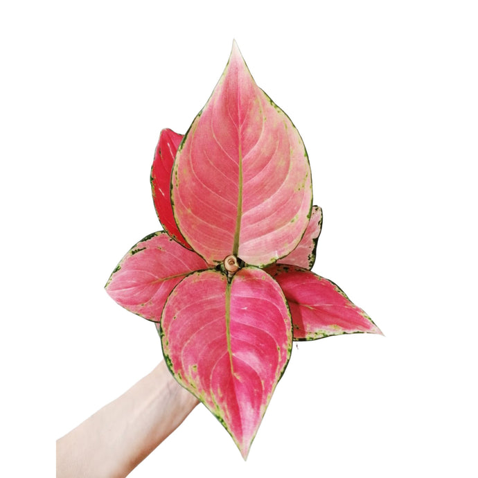 Aglaonema Pink Star