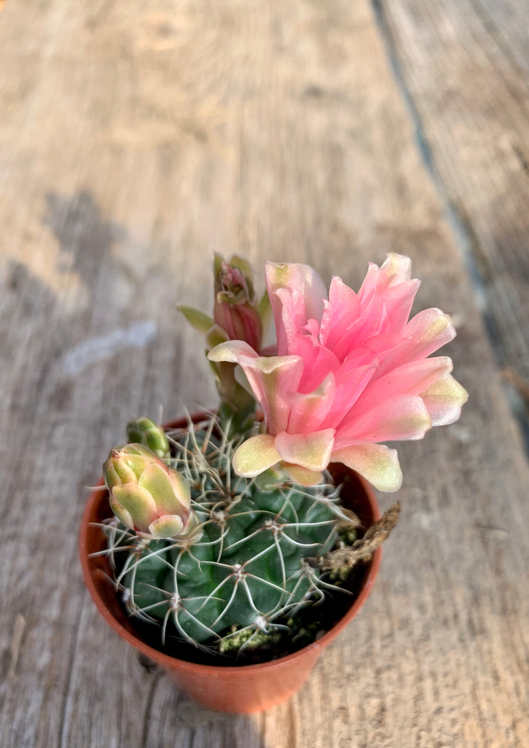 Gymnocalycium Baldanium