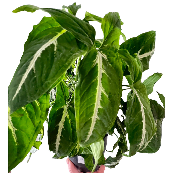 Syngonium Gendlandii