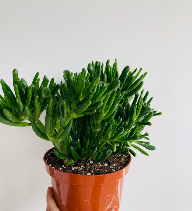 Crassula Ovata Hobbit tree 17cmx35cm