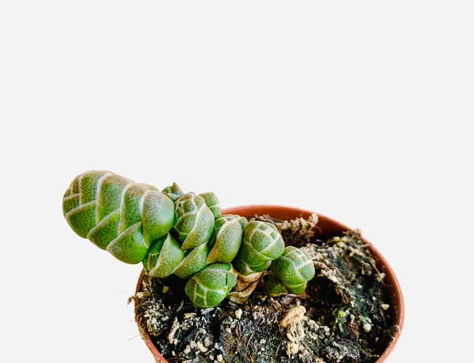 Crassula barklii