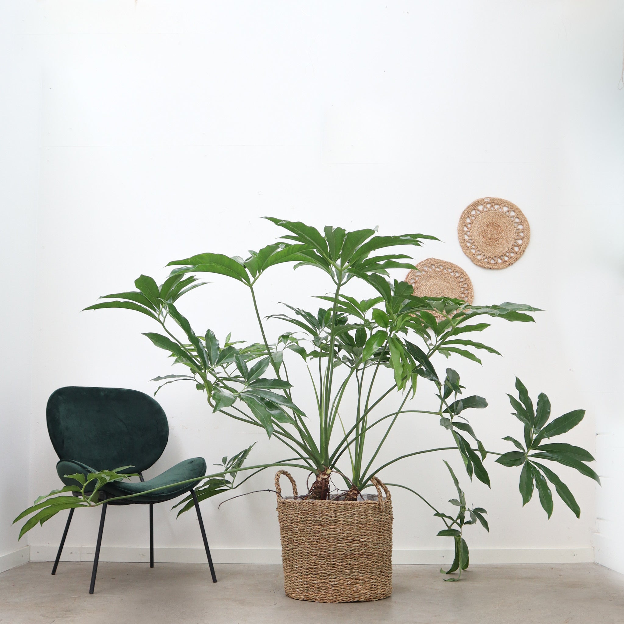 Philodendron Funny bunny – Gipsygarden