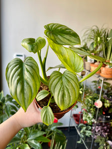 Philodendron Mamei