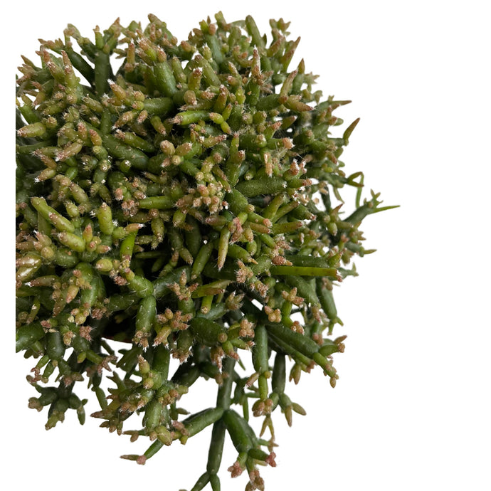 Rhipsalis