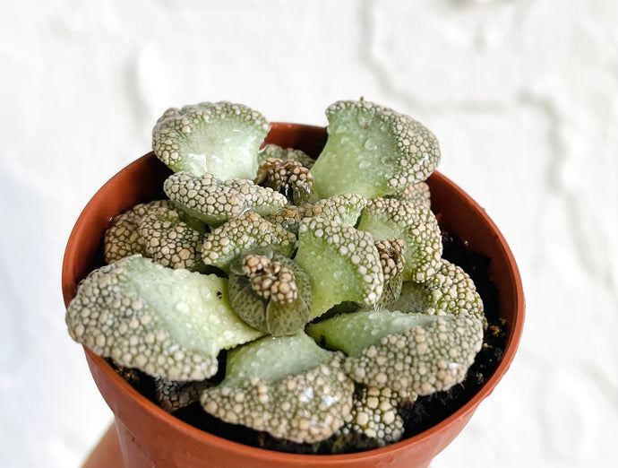 Titanopsis calcarea