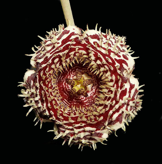 Huernia hystrix