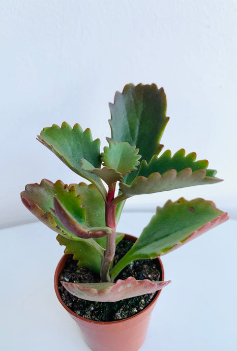 Kalanchoe Rubinea Pinatum