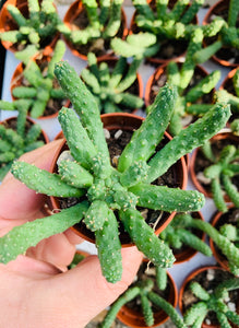 Euphorbia Inermis