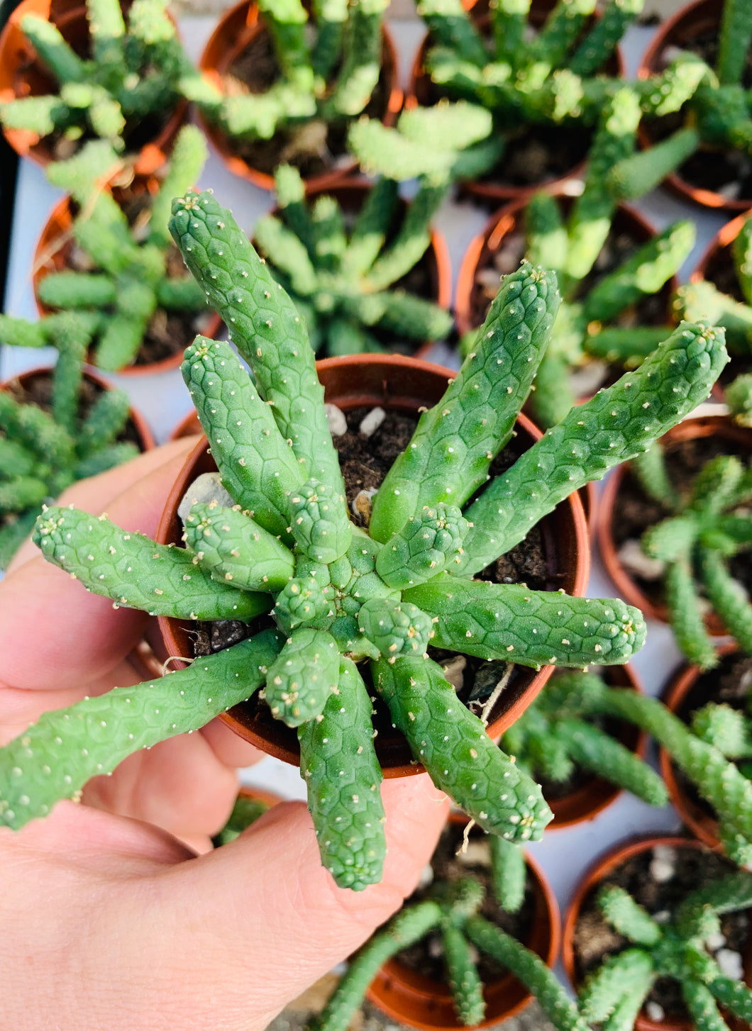 Euphorbia Inermis