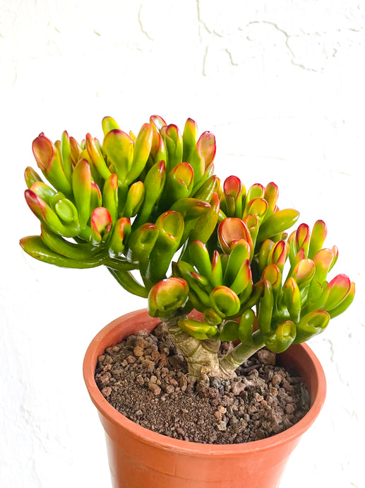 Crassula Ovata Hobbit tree 17cmx35cm