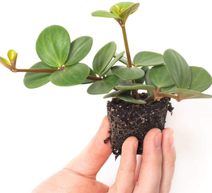 Peperomia Hope