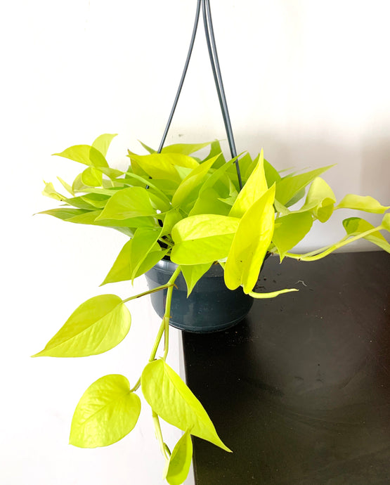 Scindapsus Golden neon Pothos Skindapas