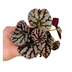 Begonia rex Chao