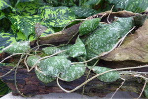 Hoya imbricata