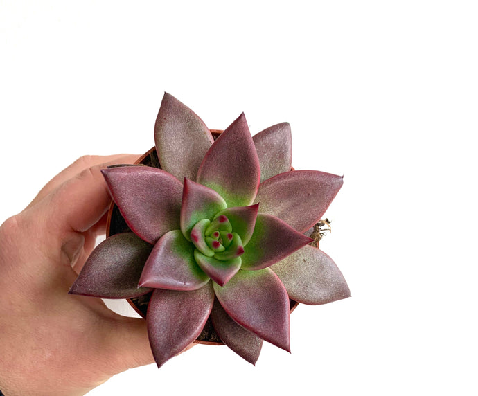Echeveria Taurus Romeo