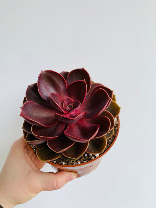 Echeveria Magic Red