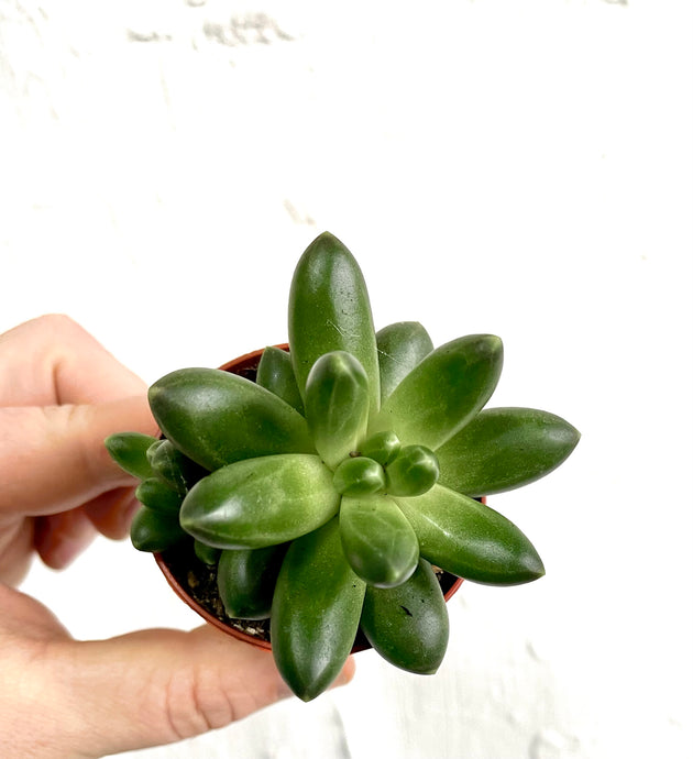 Pachyphytum compactum Fitkai green