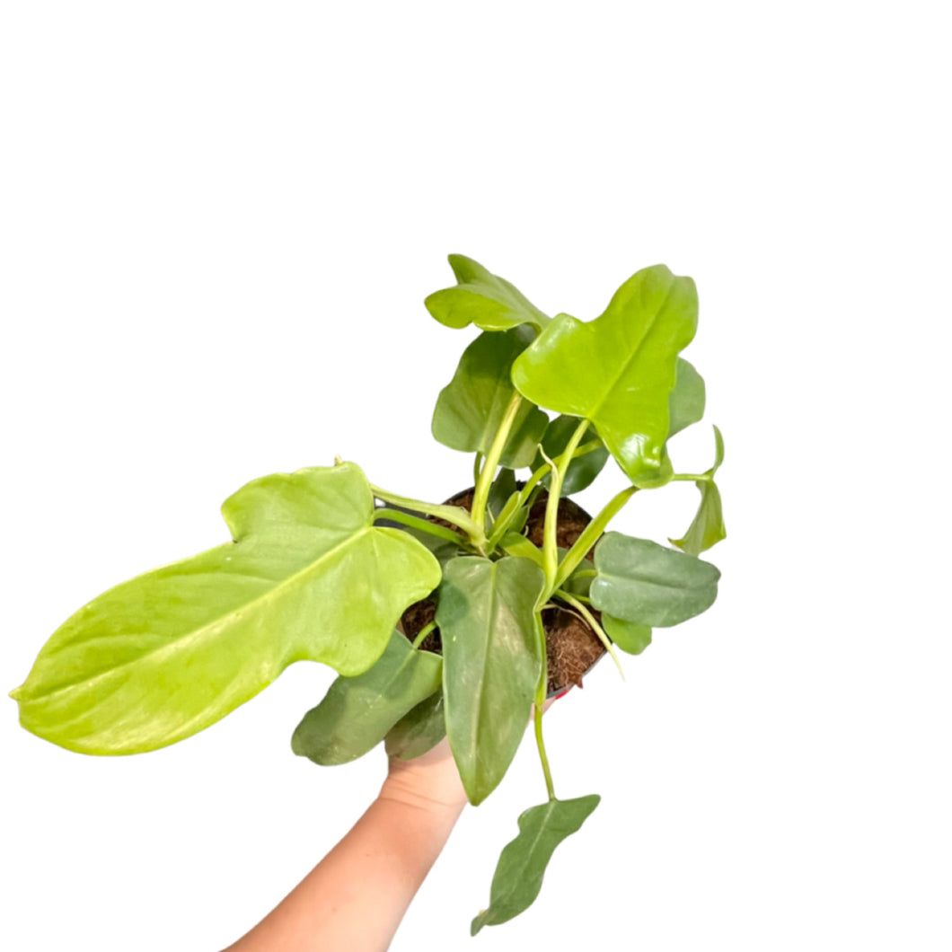 philodendron bipennifolium yellow violin Philodendron bipennifolium Yellow Violin – Gipsygarden