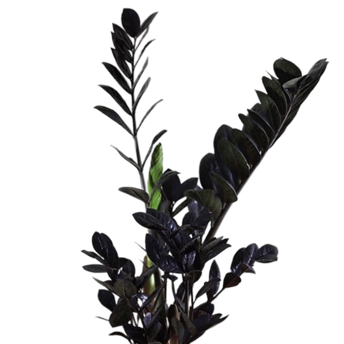 Zamioculcas zamifolia Black Raven