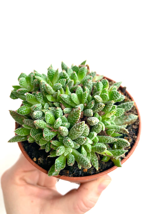 Crassula Ausiensis x Titanopsis