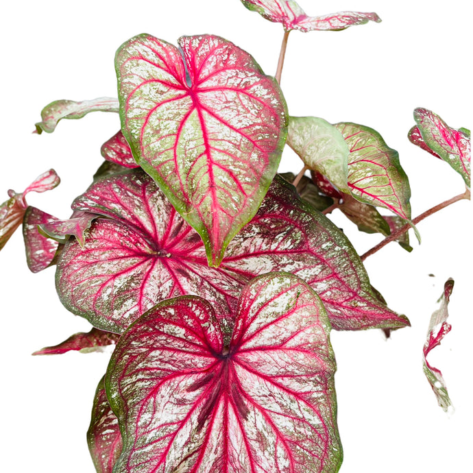 Caladium Bicolor