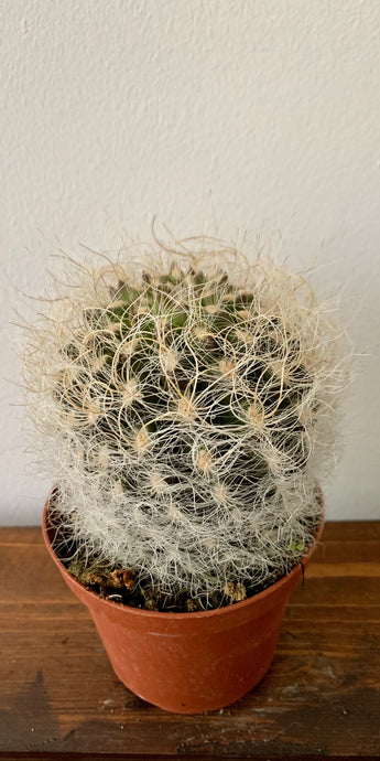 Neoporteria (Eryiocyses) Villosa