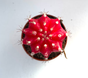 Gymnocalycium Raudonas Moon Cactus