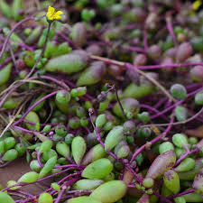 Senecio Royal flush ar Othona Capiensis