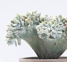 Echeveria Pulvinata Frosty cristata