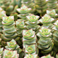 Crassula perforata variegata