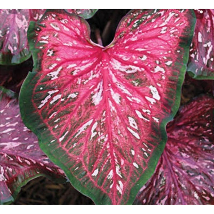 Caladium Lance whorton