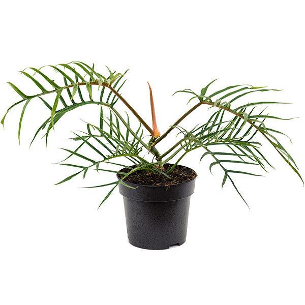Philodendron tortum Good Luck