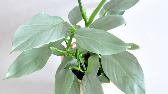 Philodendron Silver Queen