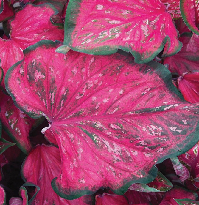 Caladium Pink Panther