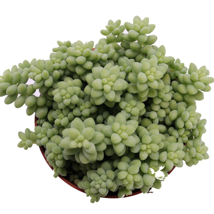 Sedum Burrito 8,5 cm skersmens vazone