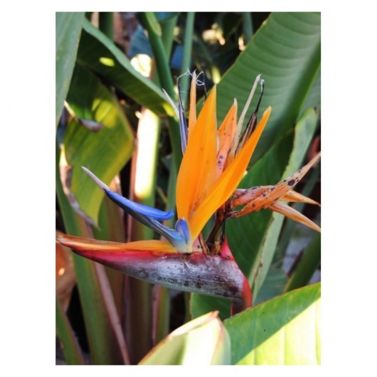 Strelitzia Reginae Strelicija