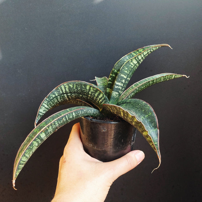 Sansevieria Star Tabby Green 12Ø 20cm